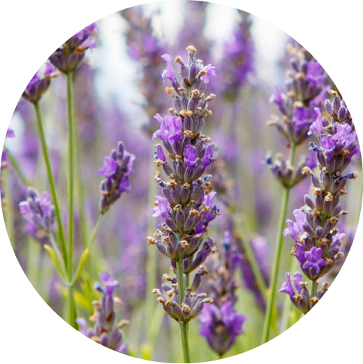 ラベンダー花エキス