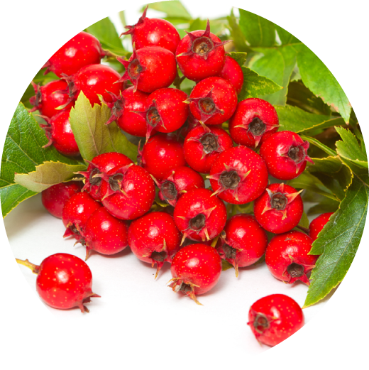 西洋サンザシ果実エキス