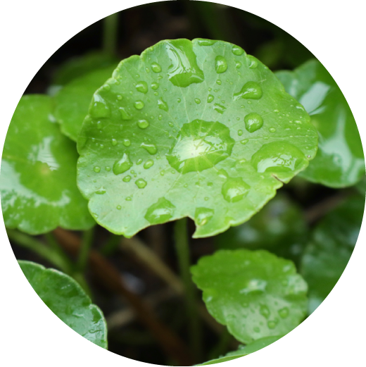 ツボクサエキス